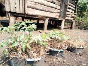 Container Gardens Using Local Materials