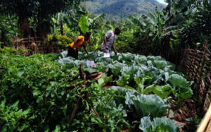 Weeding garden