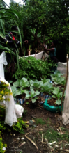Small garden