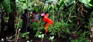 Tomato trellising