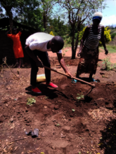 Tree seedling planting