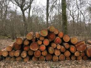 Larch timber for the Cabin