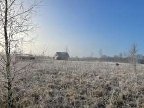 A winter's morning in Harmony Woods