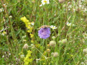 Harmony Woods is home to biodiverse chalk meadow