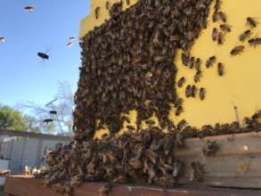 Beekeeping