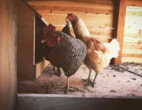 Chickens in the Garden