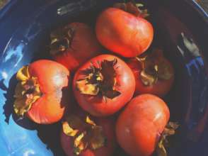 Tomato Abundance