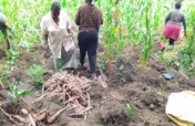 Combat Aphid Crop Damage And Land Grab In Mondoni