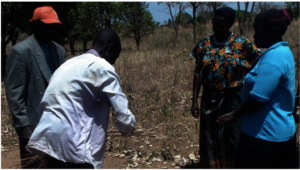 An elder ready with the dry spear grass and fire