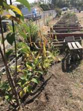 Community Garden Boxes