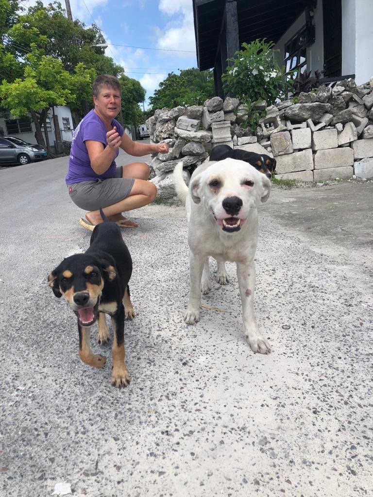 Help Baark! through the challenges of COVID-19