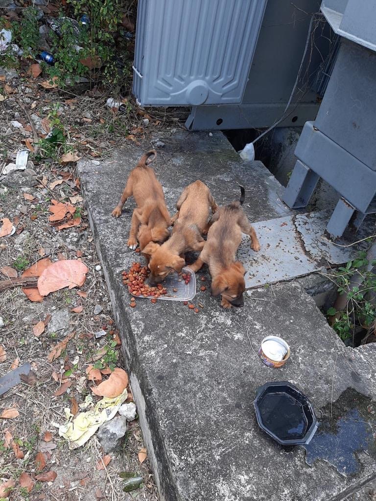 Help Baark! through the challenges of COVID-19