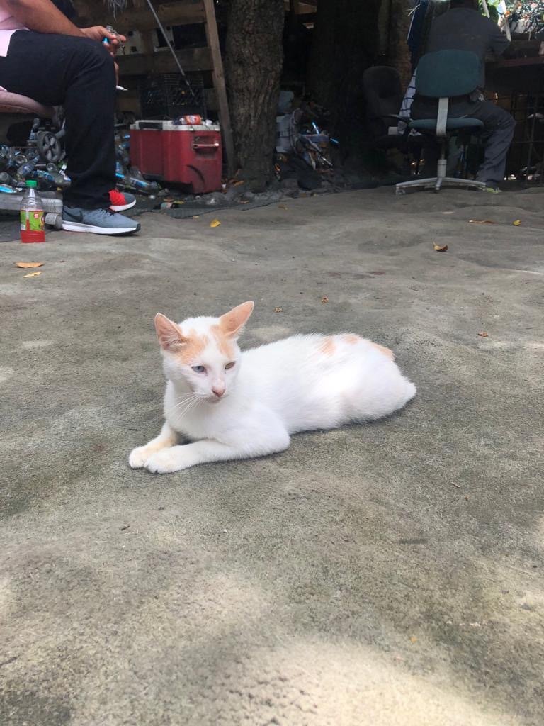 Help Baark! through the challenges of COVID-19