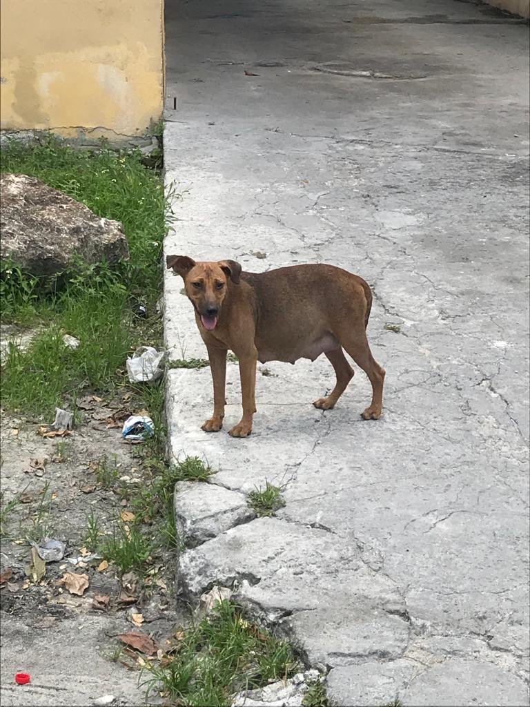 Help Baark! through the challenges of COVID-19