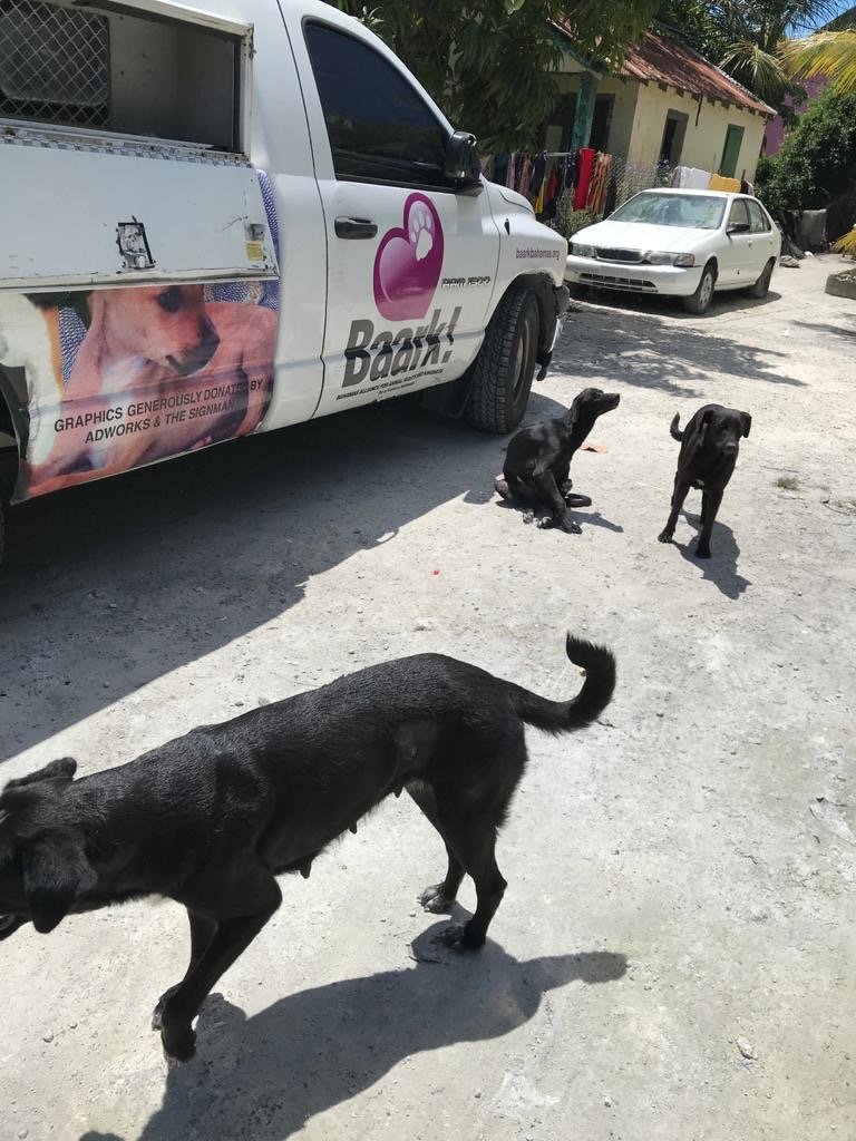 Help Baark! through the challenges of COVID-19