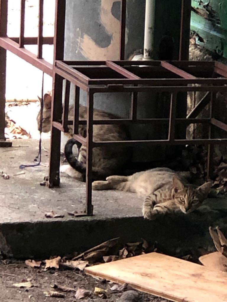 Help Baark! through the challenges of COVID-19