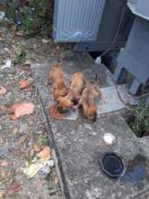 Pups eating