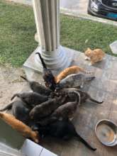 Colony of cats to fix