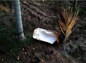 Areca Palm Leaf Waste
