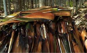 Areca Leaves Waste