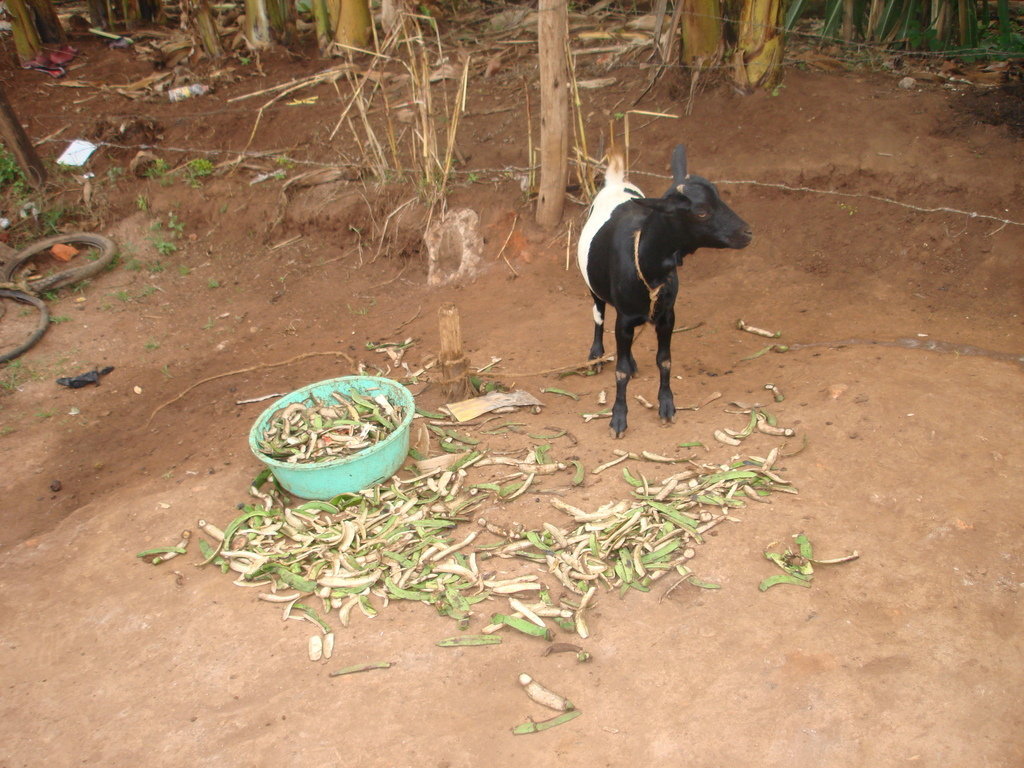 Empower 20 rural women in Nyabubare village Uganda