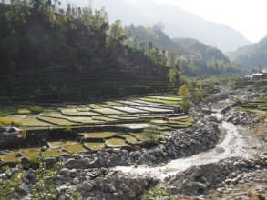 Paddy fields