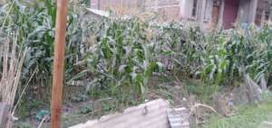 Evidence of plastic in fields