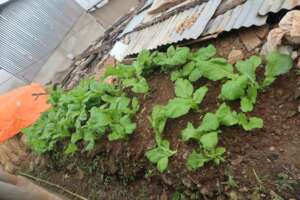 Kitchen gardens
