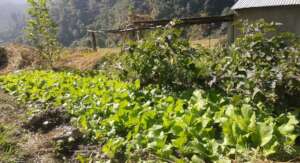 Kitchen gardens