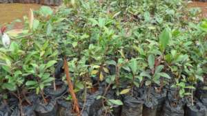 Syzgium guineenses tree seedlings