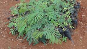 Calliandra calotyhrsus fodder trees