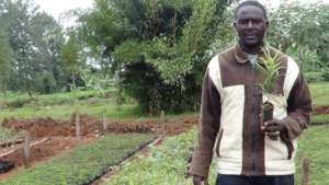 Founder with Podocarpus falcatus seedling