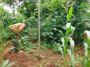 A farmer on his farm