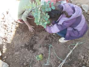 Planting the tree of "knowledge"