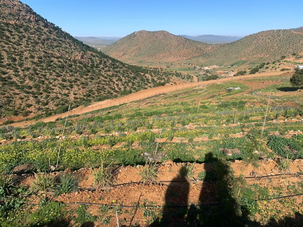 DarSi Hmad Farm Initiative in Bloom