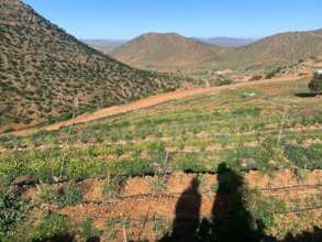 DarSi Hmad Farm Initiative in Bloom