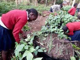 Girls working on their multistory gardens
