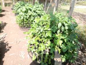 akili school farm