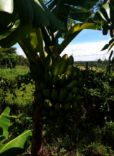 Bananas growing at Akili school farm