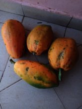 Papaya from Akili school farm