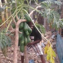 Pawpaw tree