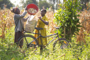 A family harvesting corn