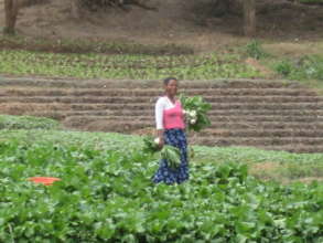 vegetables Haverst