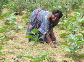 Support 180 households to live after Covid -19