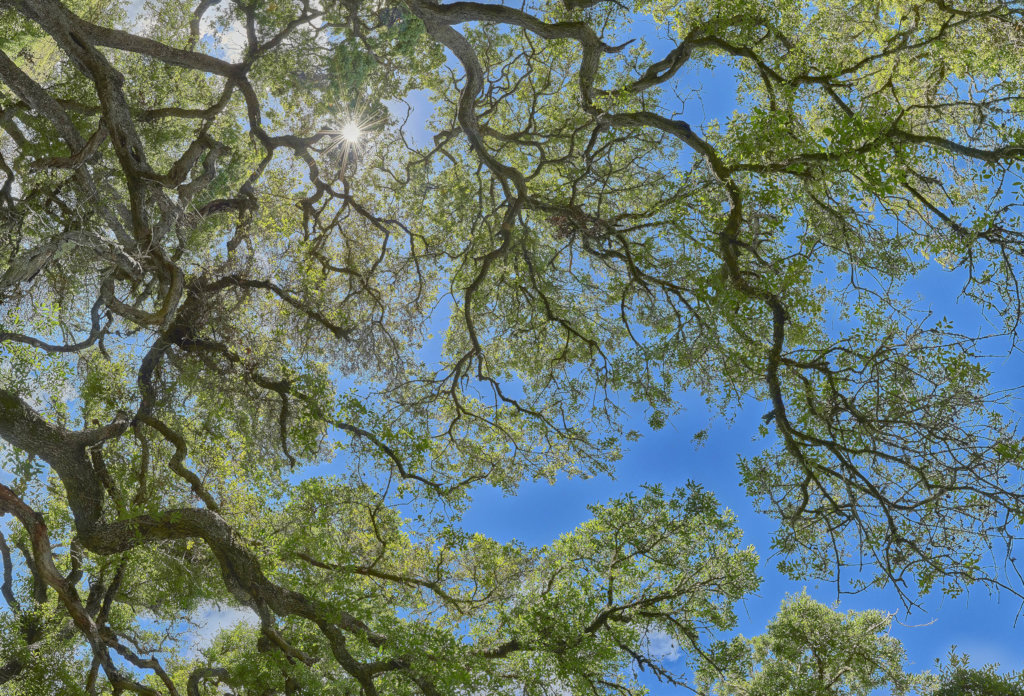 Enhancing Education With Tree Ceilings