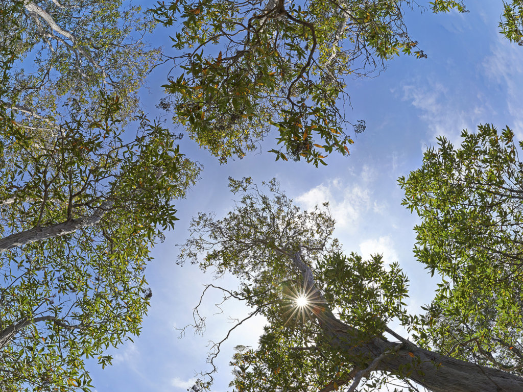 Enhancing Education With Tree Ceilings