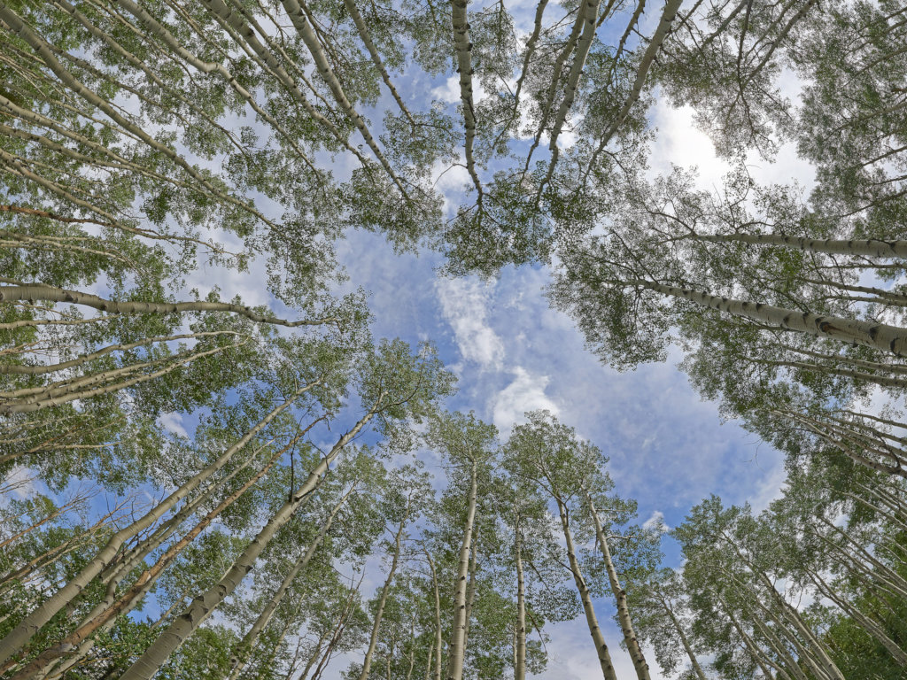 Enhancing Education With Tree Ceilings