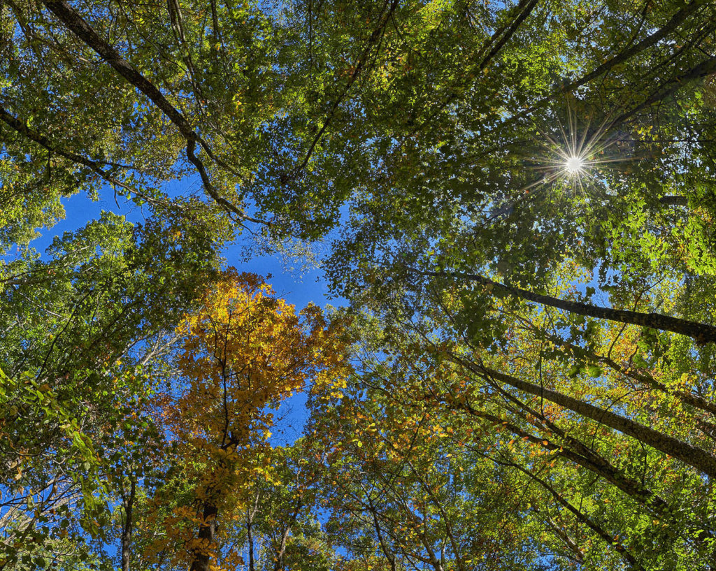 Enhancing Education With Tree Ceilings