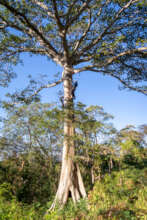 Our rangers are expert tree climbers
