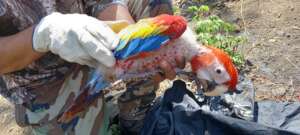 Cynanoptera macaw you protected in 2022 season.